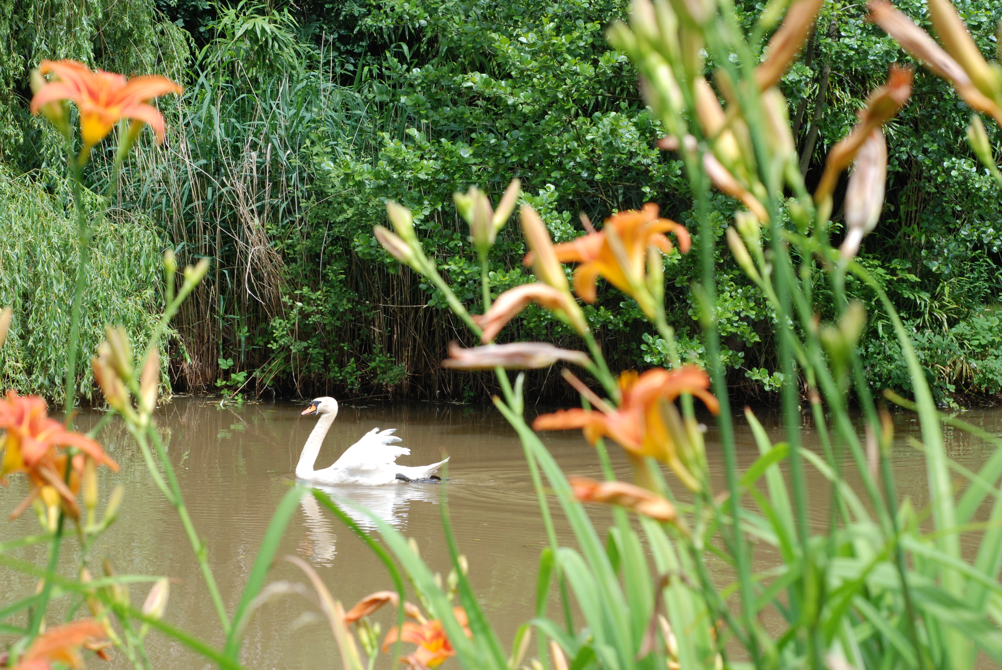 Foto van een zwaan op een vijver