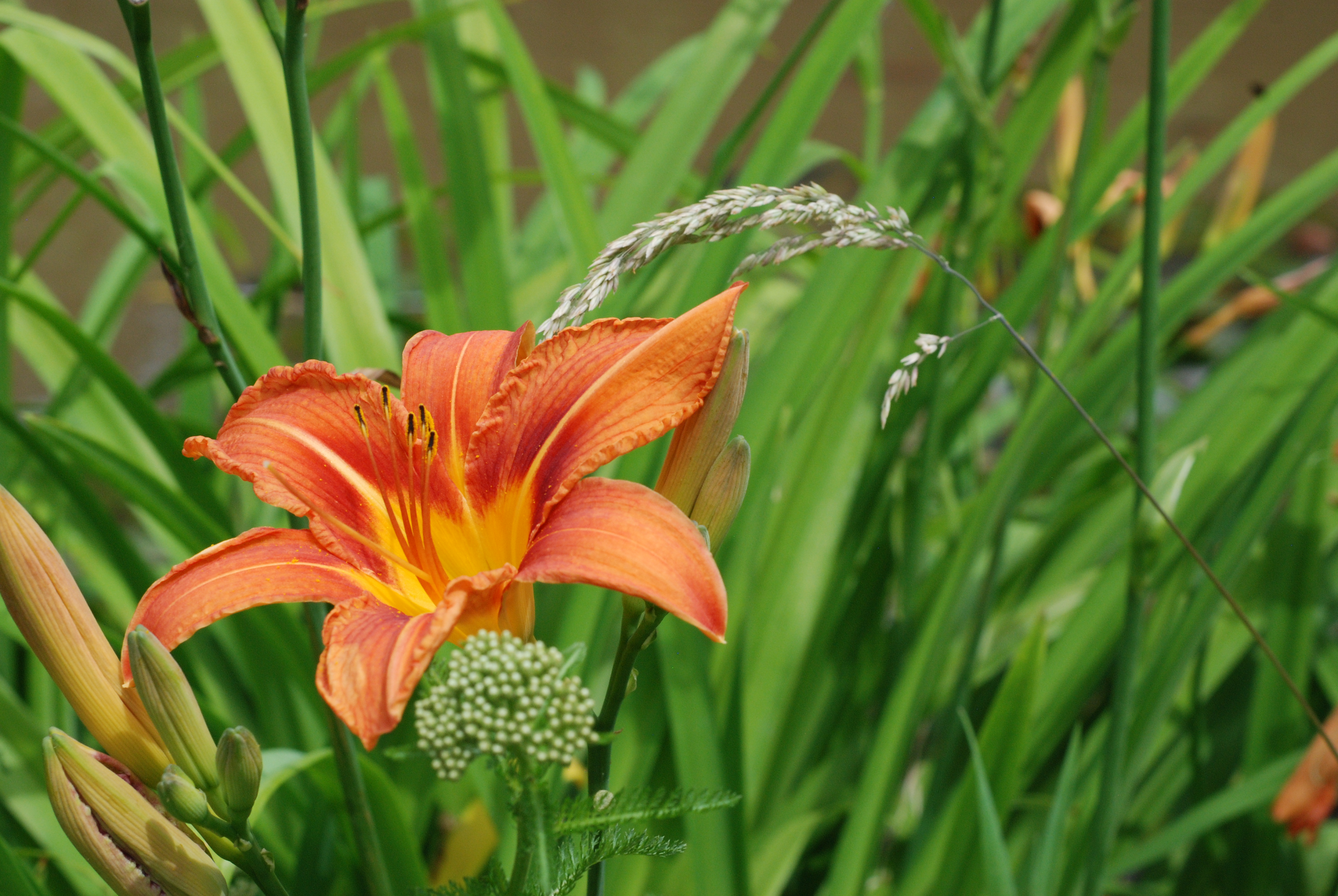 Een bloem aan de rand van een vijver
